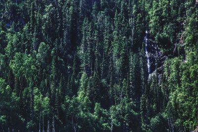 Pine trees in forest