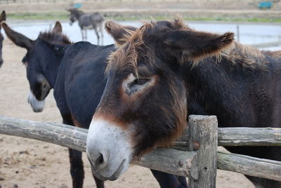 Close-up of donkeys in paddock