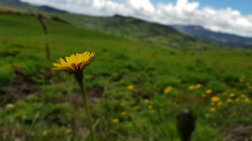 Close-up of yellow flower blooming in field