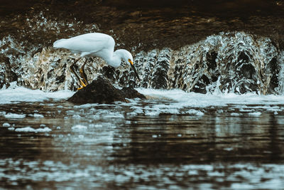 View of bird in lake