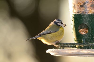 Close-up of great tit perching on feeder