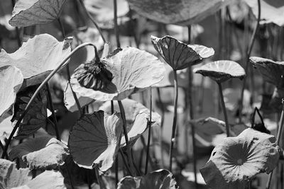 Close-up of flowering plants