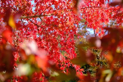 Close-up of red maple leaves on tree