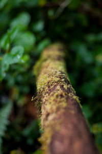 Close-up of moss growing on tree trunk