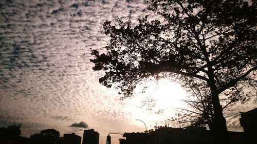 Low angle view of silhouette tree against sky during sunset