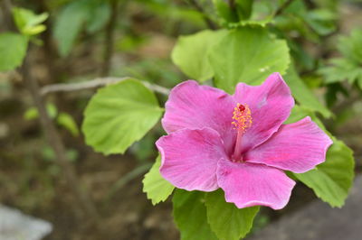 Close-up of pink hibiscus blooming outdoors