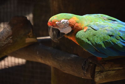 Close-up of parrot perching outdoors