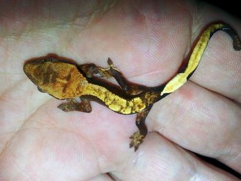 Close-up of human hand holding small