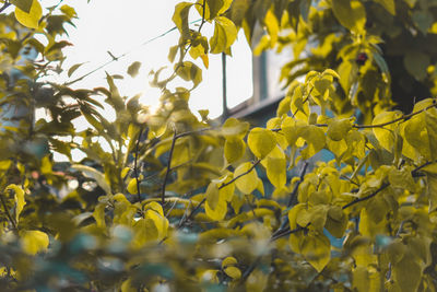 Close-up of yellow flowering plant against sky