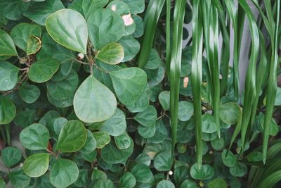 Full frame shot of green leaves