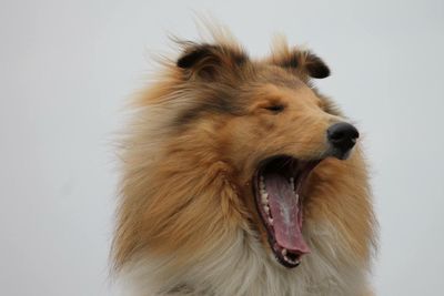 Rough collie yawning against wall