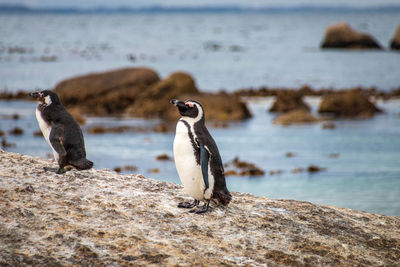 African penguin also known as jackass penguin at boulders beach colony in cape town, south africa