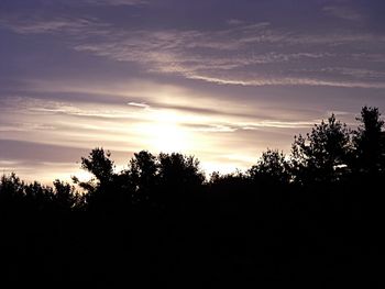 Silhouette of trees at sunset