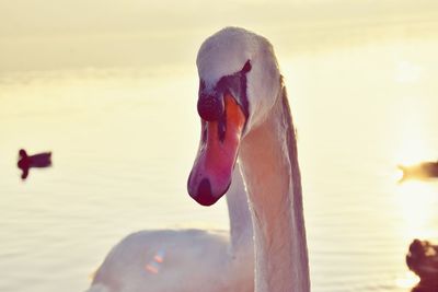 Close-up of swan swimming in lake