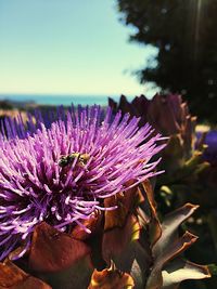 Close-up of purple flower against sky