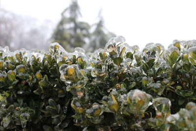 Close-up of flowering plant