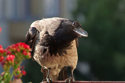 Close-up of a bird