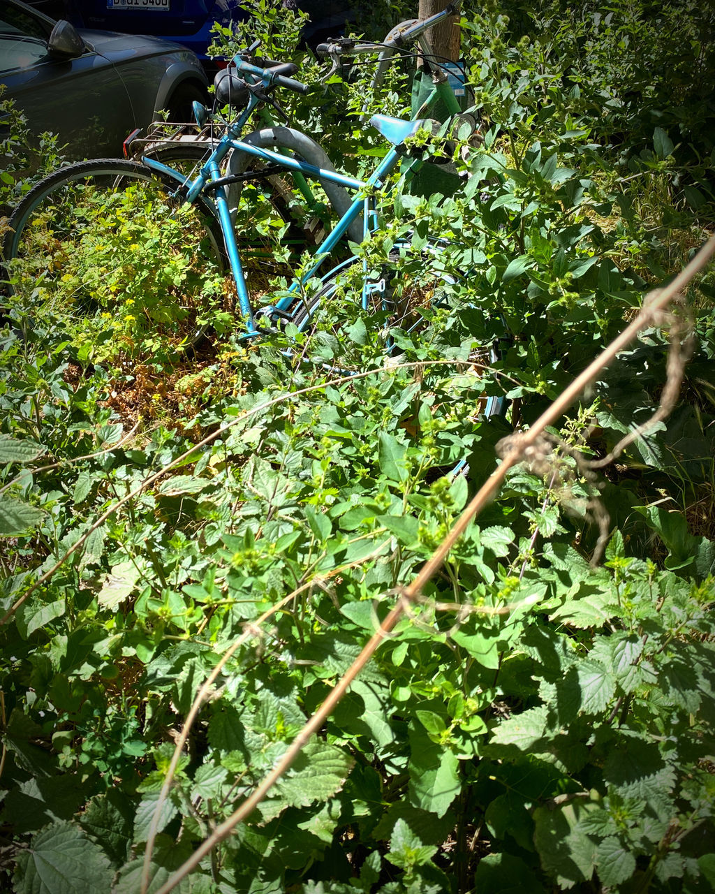plant, growth, green, flower, nature, leaf, day, garden, plant part, no people, tree, outdoors, beauty in nature, produce, land, vehicle, bicycle, sunlight, high angle view, land vehicle, food, woodland