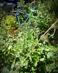 plant