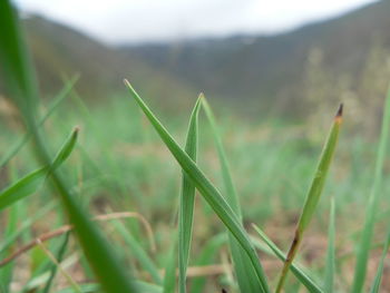 Close-up of grass growing in field