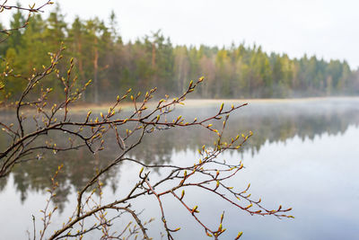 Spring buds on the branches at the lake