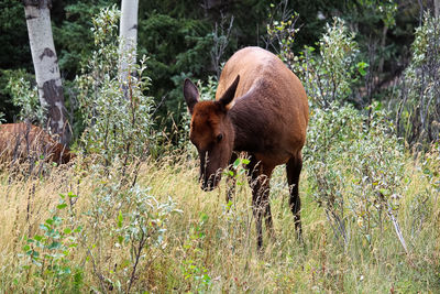 A mature female elk grazes on grass.