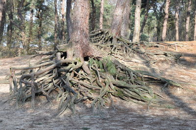 Tree trunk in forest