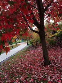 Red maple tree during autumn