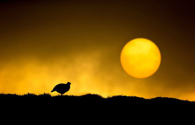 Low angle view of sunset