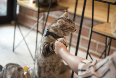 Cat looking away while sitting on seat at home