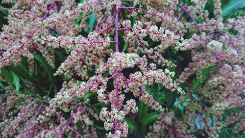 Close-up of pink flowering plants