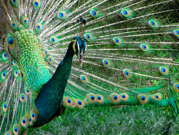 The head and plumage of a peacock, kl bird park, kuala lumpur, malaysia
