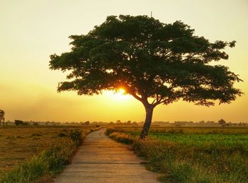 Trees on field at sunset