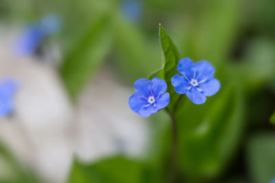 Close-up of purple flowering plant