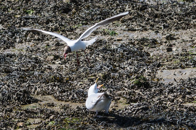 Swan on shore