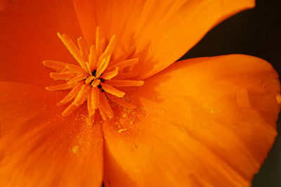 Close-up of orange flower