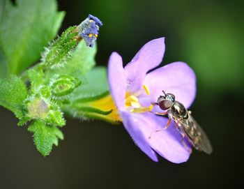 Close-up of fly pollinating on purple flower at park