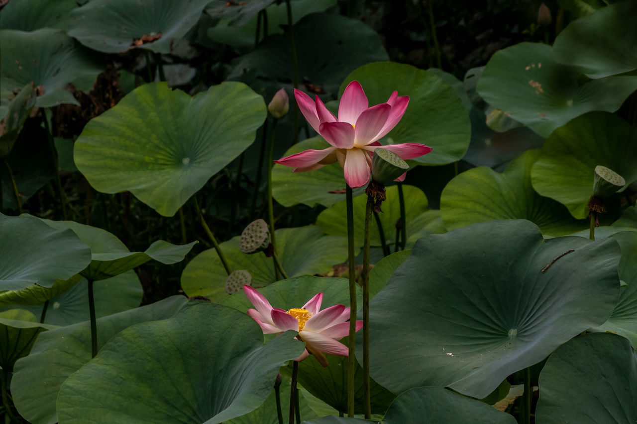 CLOSE-UP OF PINK LOTUS WATER LILY IN PLANT