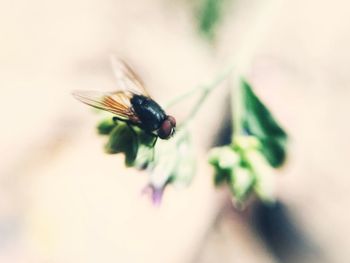 Close-up of insect on plant