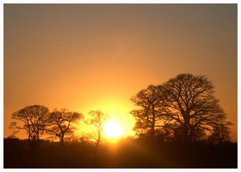 Silhouette trees against clear sky during sunset