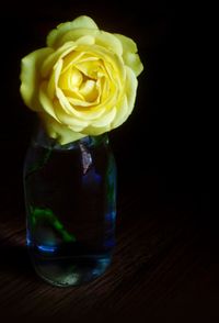 Close-up of yellow rose over white background