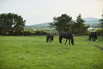 Horses grazing on field against sky