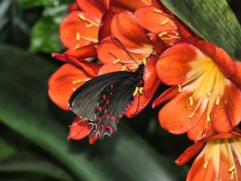 Close-up of butterfly on orange flower