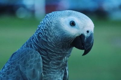 Close-up of a parrot