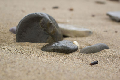 Close-up of pebbles on sand at beach