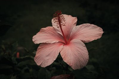 Close-up of flower