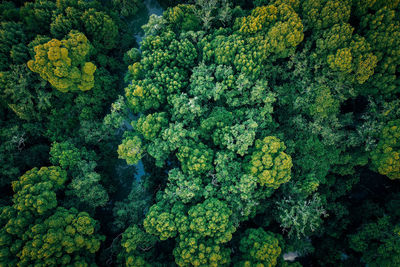 Drone shot of fresh green plants