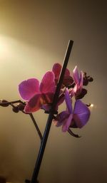 Close-up of flowers against black background