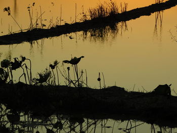 Silhouette birds by lake against sky during sunset