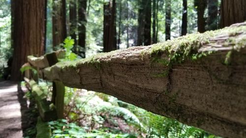 Close-up of bamboo on tree trunk in forest